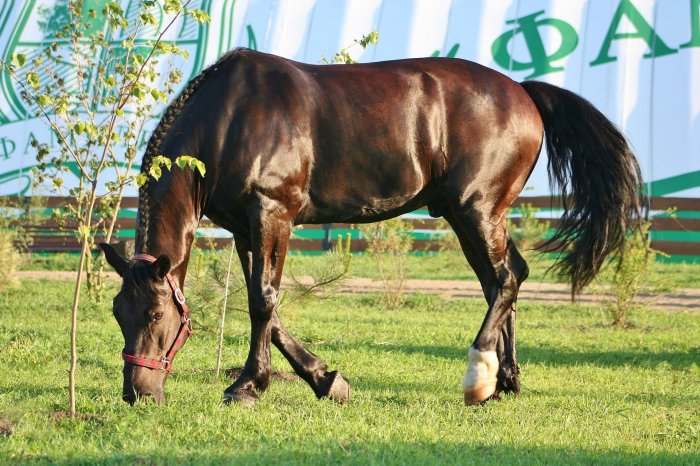 Equestrian boarding school - Country Recreation Club «Usadba Familia» | Photo 4