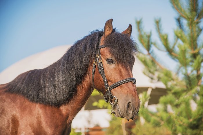Equestrian boarding school - Country Recreation Club «Usadba Familia» | Photo 3