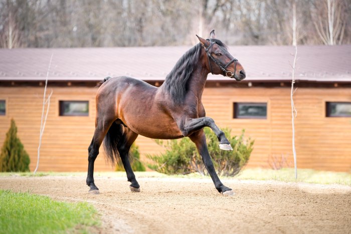 Equestrian boarding school - Country Recreation Club «Usadba Familia» | Photo 2