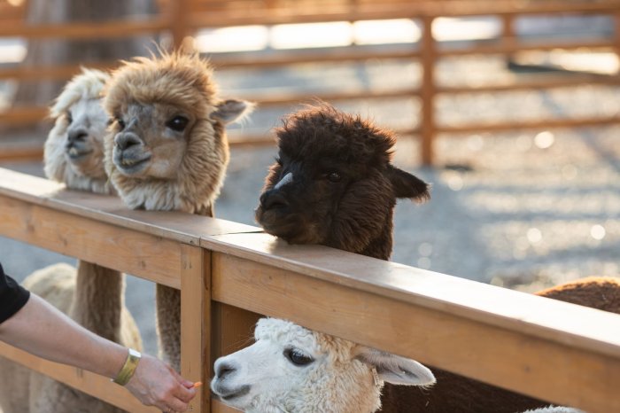 Alpaca House Petting Zoo